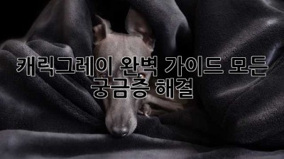 캐릭그레이 완벽 가이드: 모든 궁금증 해결!